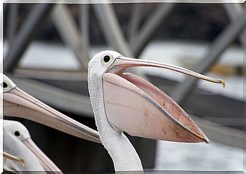 The animal with the biggest beak