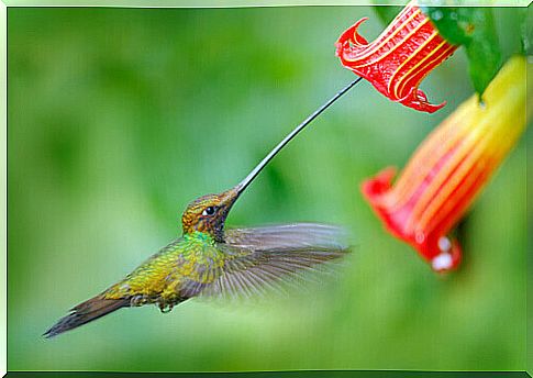 sword beak hummingbird