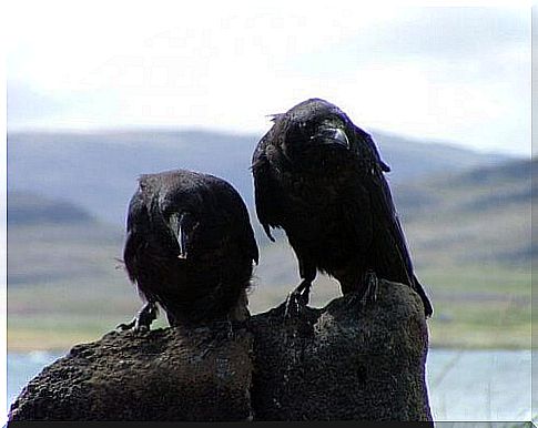 crows on stone