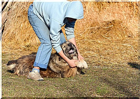 The dog can also be a victim of violence against women