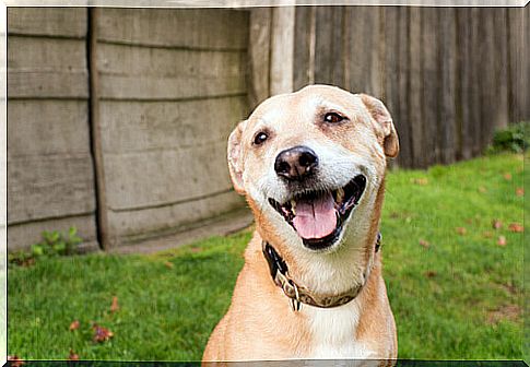 The smile of dogs is reflected across your face