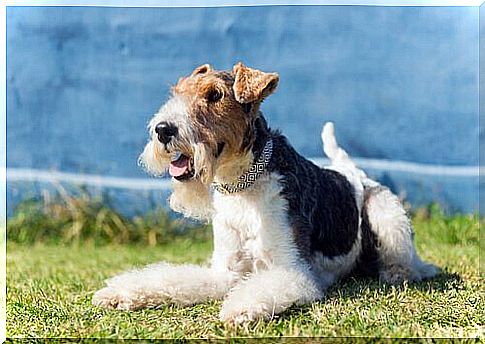 fox terrier