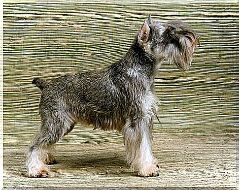 Miniature Schnauzer