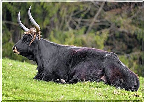 The Eurasian Aurochs: A Huge Mammal