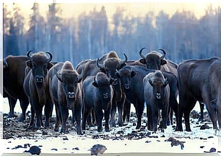 The Eurasian Aurochs: A Huge Mammal