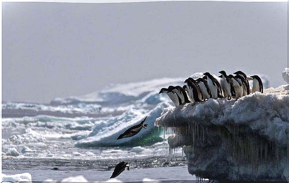 Penguins diving in frozen waters