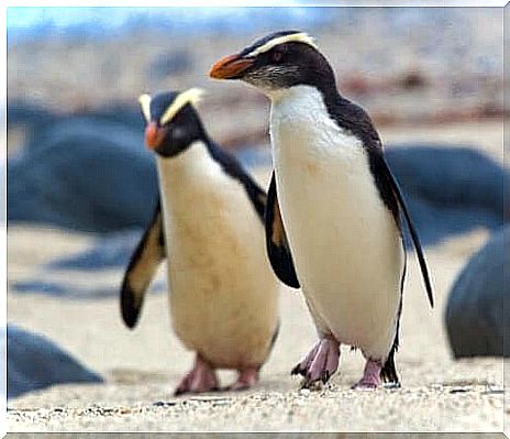 Meet the Fiordland Penguins