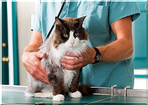 When to apply chiropractic techniques to cats?