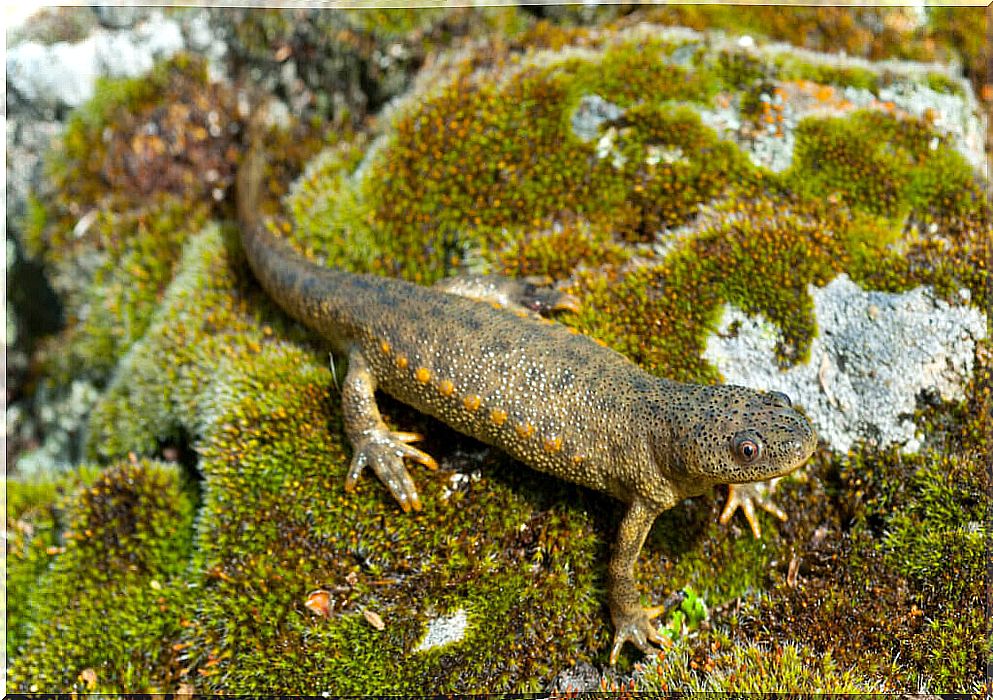 The protruding ribs salamander: characteristics and habitat