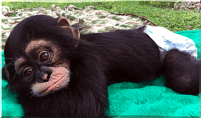 The reunion of a rescued chimpanzee with its caregivers is not what it seems