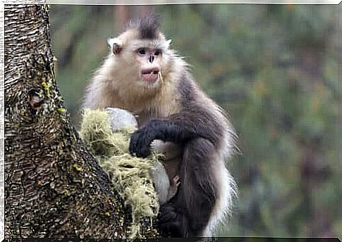 The snub-nosed monkey famous for sneezing