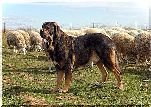 The Spanish mastiff: origin, characteristics and behavior