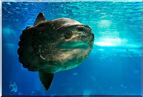 The sunfish, the heaviest fish in the world