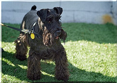 The ten characteristics of the Schnauzer breed