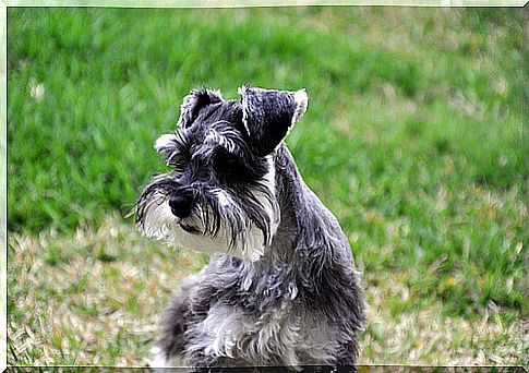 schnauzer