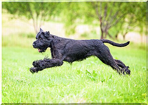 great schnauzer