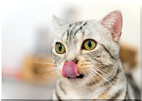 The treat that will make your cat euphoric