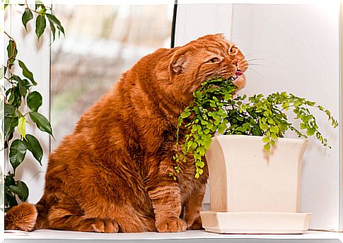 plant cat