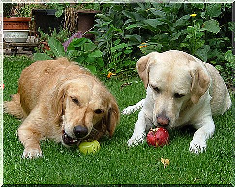 dogs eating litters