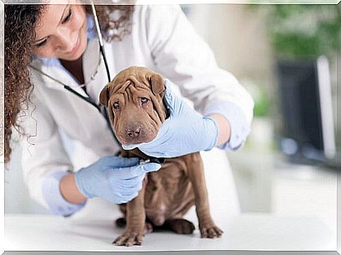 The Veterinary Process of Hospitalization of Your Pet