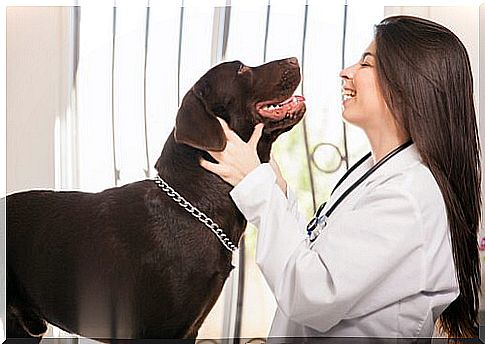 dog and veterinarian