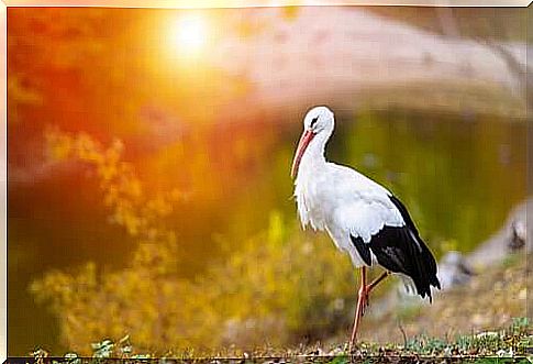 The White Stork Migration