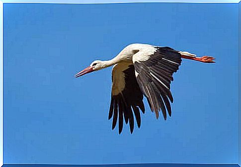 The White Stork Migration