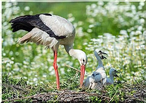 The White Stork Migration