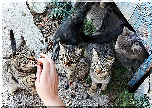 cats looking at food