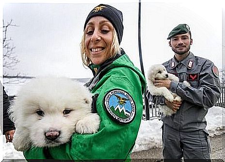 Three puppies are rescued after avalanche in Italy