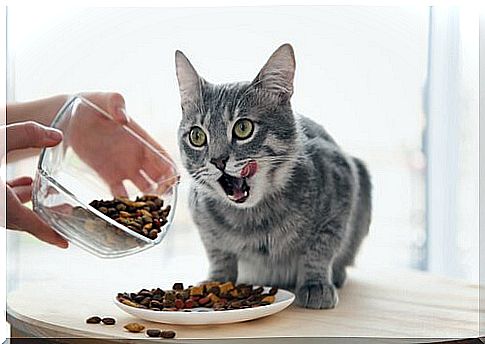 Tips for a Cat to Eat Healthy