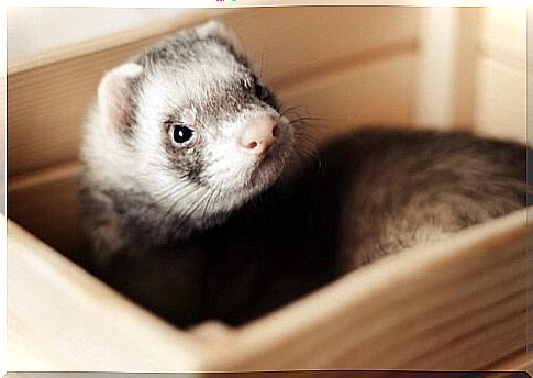 Tips for having a ferret as a pet