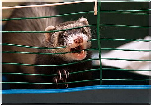 ferret biting its cage