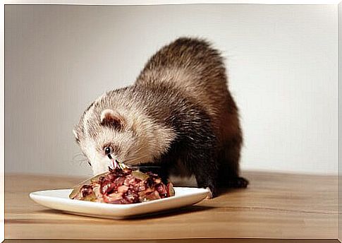 ferret feeding