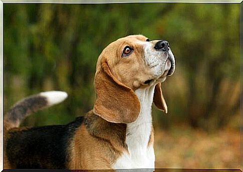 Tips for training a beagle