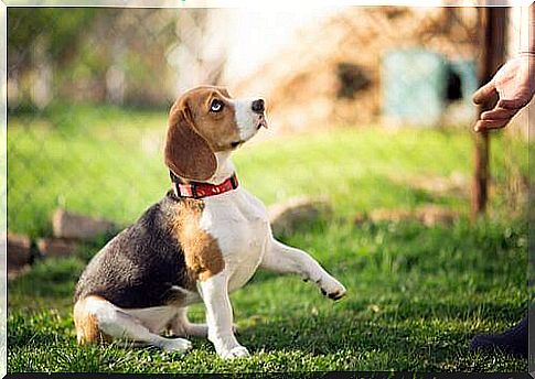 How to train a beagle?