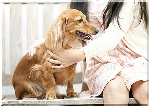 dog receiving caresses