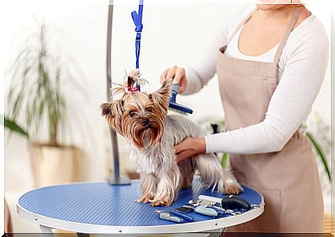 woman brushing dog