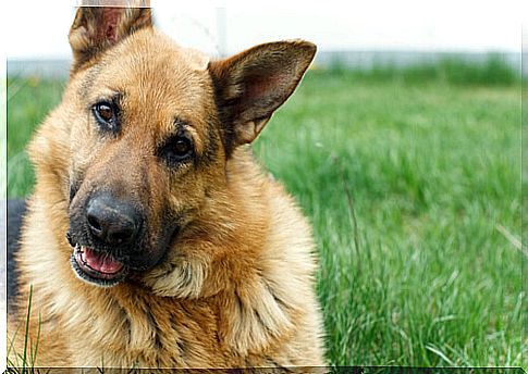 Top 10 German Dog Breeds