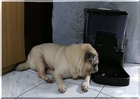 Dog beside automatic feeder