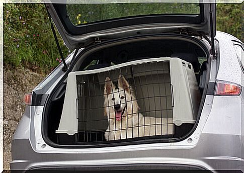 Traveling by car: your dog's life is in your hands