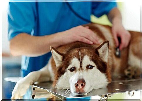 dog at the veterinarian