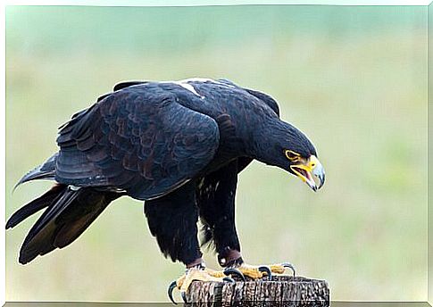 Verreaux's eagle