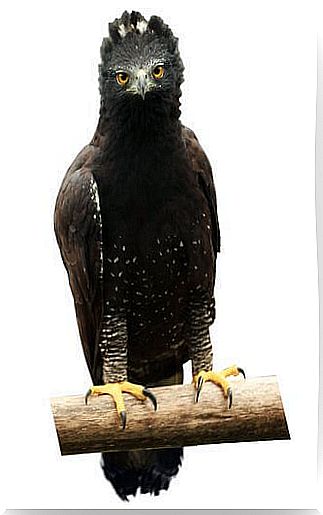 crested eagle