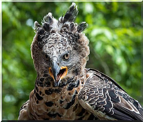 crowned eagle