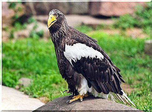 types of eagles: steller