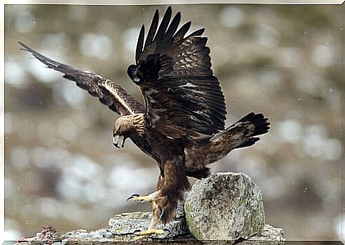 types of eagles: the Iberian imperial