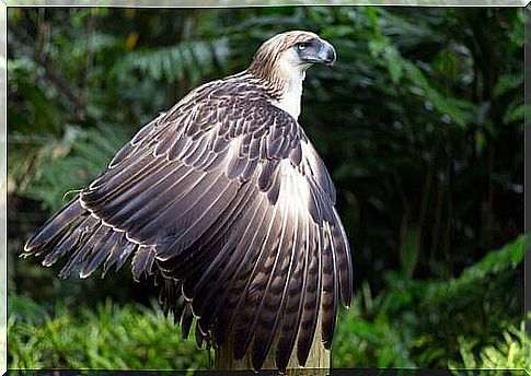 Philippine eagle