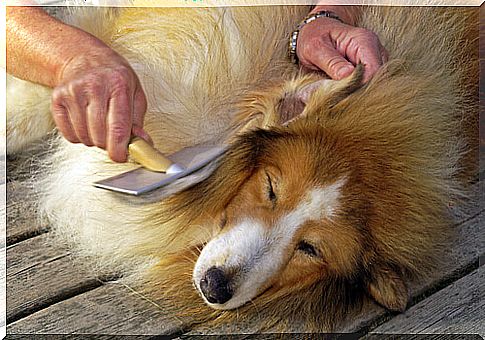 owner brushing dog's fur