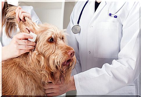 Veterinarian examining dog ear